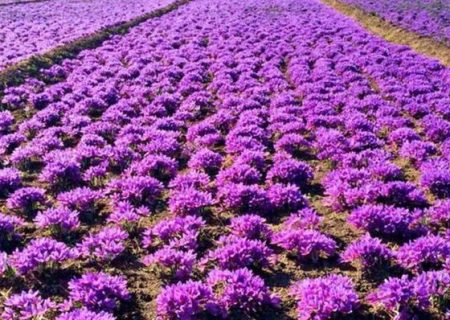 کاهش ۵۰ درصدی صادرات زعفران طی ۶ ماه گذشته