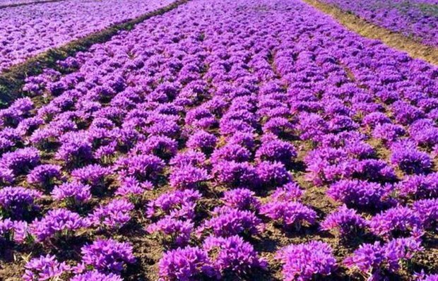 کاهش ۵۰ درصدی صادرات زعفران طی ۶ ماه گذشته
