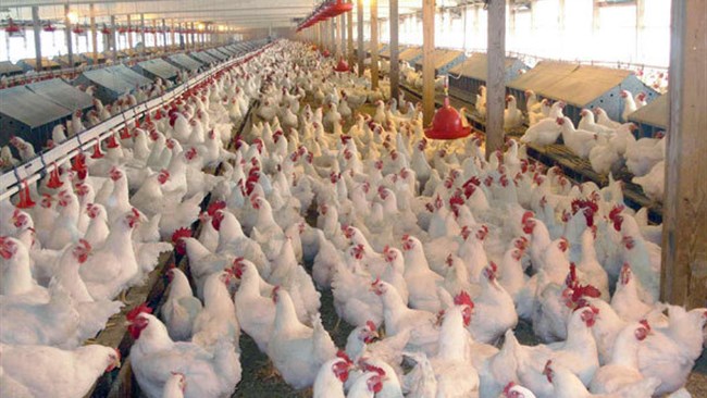 تورم نقطه‌ای تولیدکننده مرغداری‌های صنعتی به ۹۰ درصد رسید