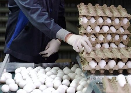 صادرات روزانه 25 تن تخم مرغ از استان 
