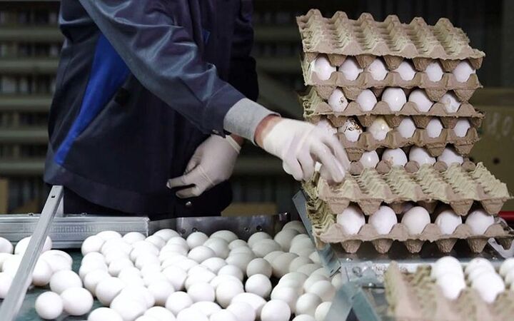 صادرات روزانه ۲۵ تن تخم مرغ از استان 