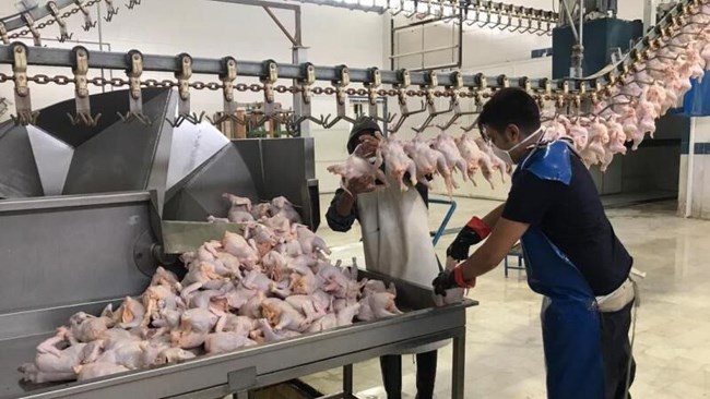 امکان صادرات مرغ با عوارض صفر برای تولیدکنندگان فراهم شد