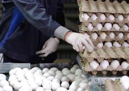 زنجیره تامین تخم‌مرغ به بخش خصوصی واگذار شد