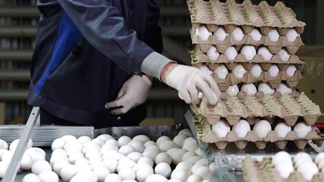 زنجیره تامین تخم‌مرغ به بخش خصوصی واگذار شد