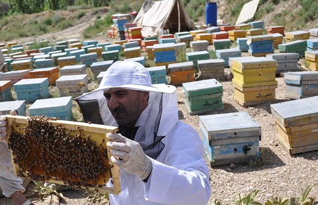 چالش زنبورداران به دلیل افزایش 2 تا 3 برابری قیمت نهاده‌های تولید عسل 