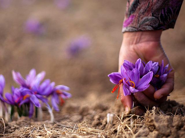 زنگ خطر برای آینده زعفران ایران در بازارهای جهانی