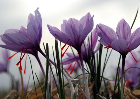 ساماندهی حوزه زعفران، نیازمند تشکیل سازمانی مستقل برای این محصول است