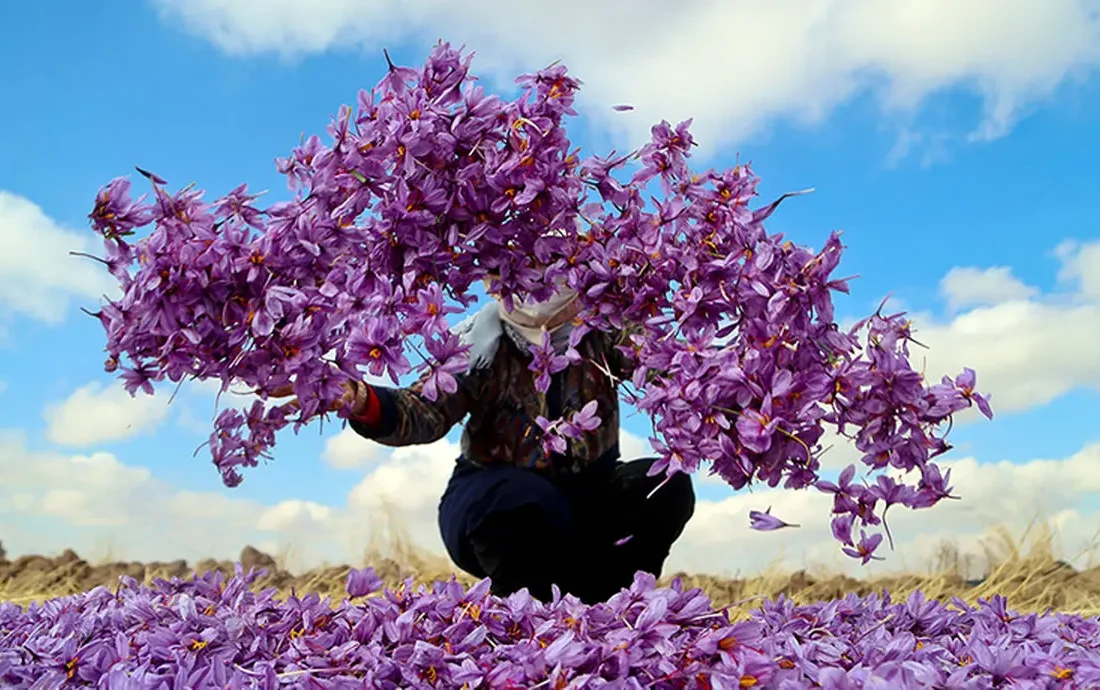 از مزرعه تا بازار جهانی؛ زعفران ایران مسیر ارزش‌آفرینی را دنبال می‌کند