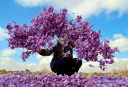 از مزرعه تا بازار جهانی؛ زعفران ایران مسیر ارزش‌آفرینی را دنبال می‌کند