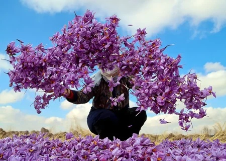 از مزرعه تا بازار جهانی؛ زعفران ایران مسیر ارزش‌آفرینی را دنبال می‌کند
