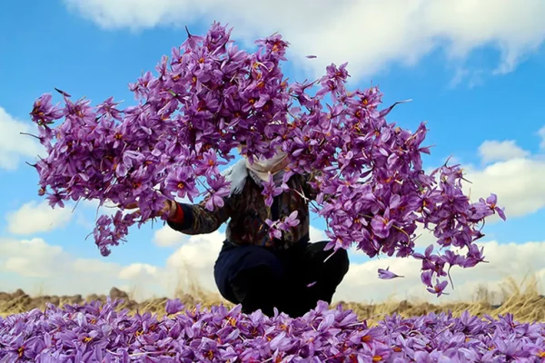 از مزرعه تا بازار جهانی؛ زعفران ایران مسیر ارزش‌آفرینی را دنبال می‌کند