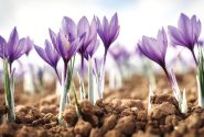 ارسال بیش از 900 اثر به جشنواره عکس روز ملی زعفران