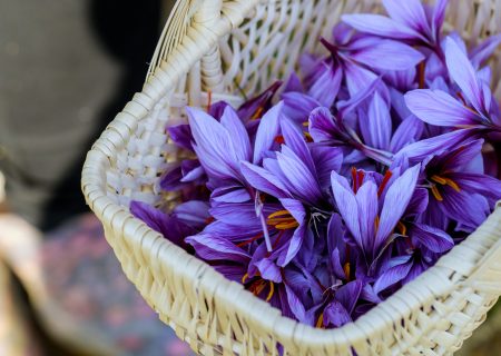 طلای سرخی که رنگ می‌بازد