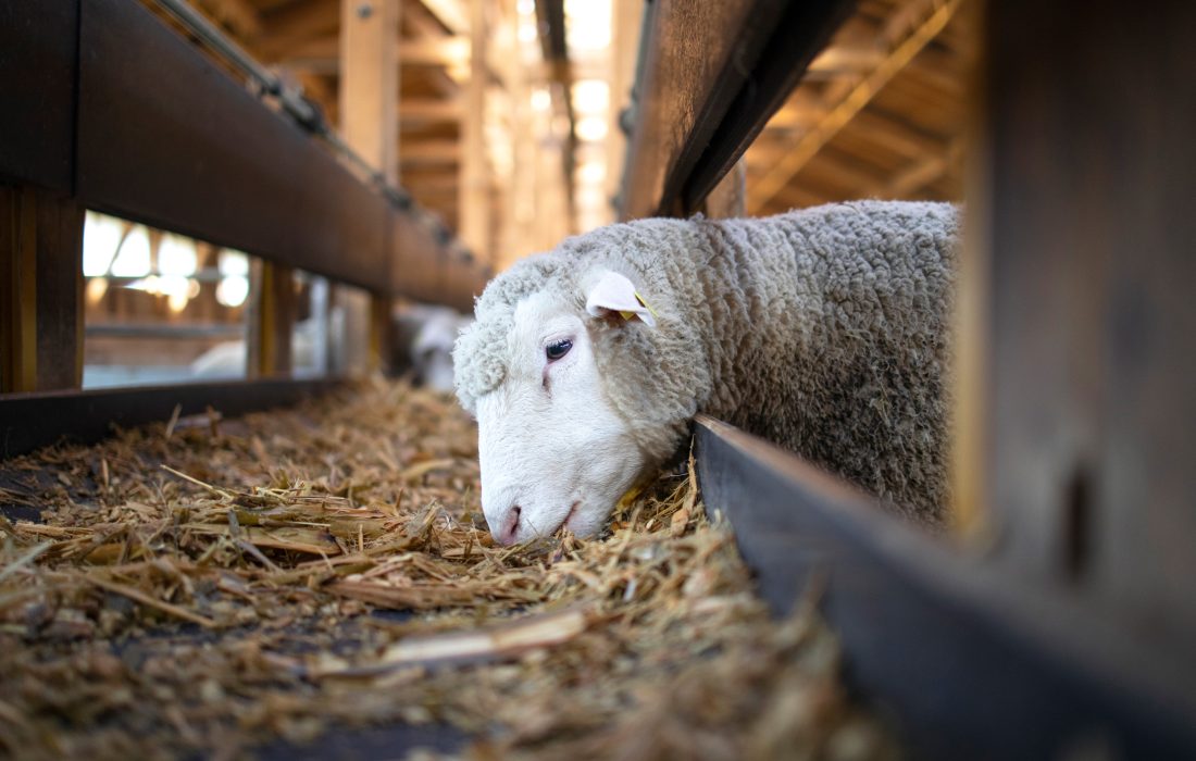 بحران تامین نهاده‌های دامی؛ تله انحصار و ارز