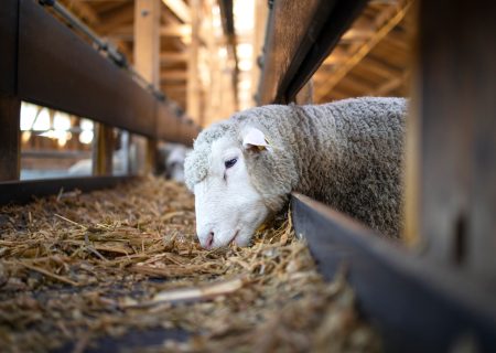 بحران تامین نهاده‌های دامی؛ تله انحصار و ارز