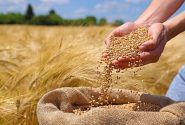 دستور العمل واردات و خرید داخلی گندم صنف و صنعت ابلاغ شد