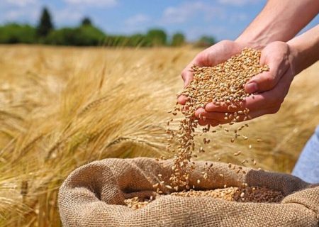 دستور العمل واردات و خرید داخلی گندم صنف و صنعت ابلاغ شد