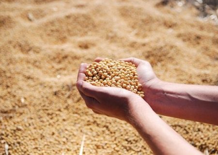 ثبت سفارش واردات انواع کنجاله آغاز شد