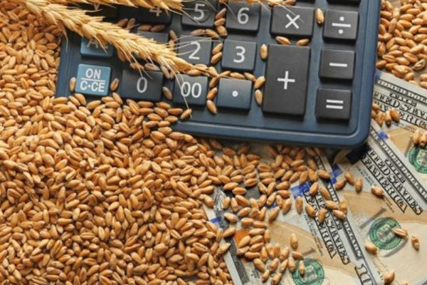 ثبت سفارش واردات گندم دامی آغاز شد