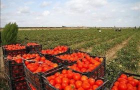 صادرات گوجه‌فرنگی پس از 3 هفته دوباره آزاد شد