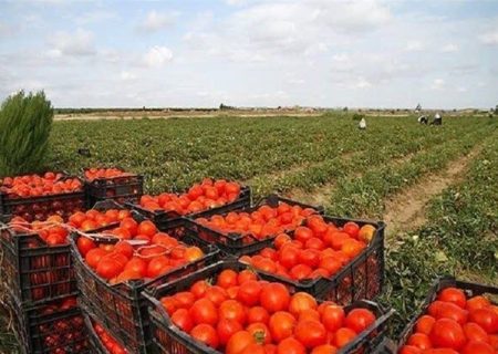 صادرات گوجه‌فرنگی پس از 3 هفته دوباره آزاد شد