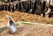 مکمل‌های حمایتی اصلاح ارزی