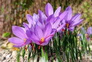 برندسازی زعفران؛ حلقه مفقوده تبدیل مزیت تولید به ثروت ملی