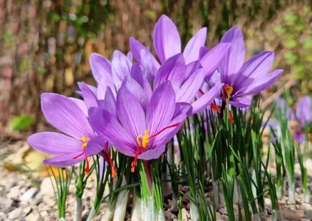 برندسازی زعفران؛ حلقه مفقوده تبدیل مزیت تولید به ثروت ملی